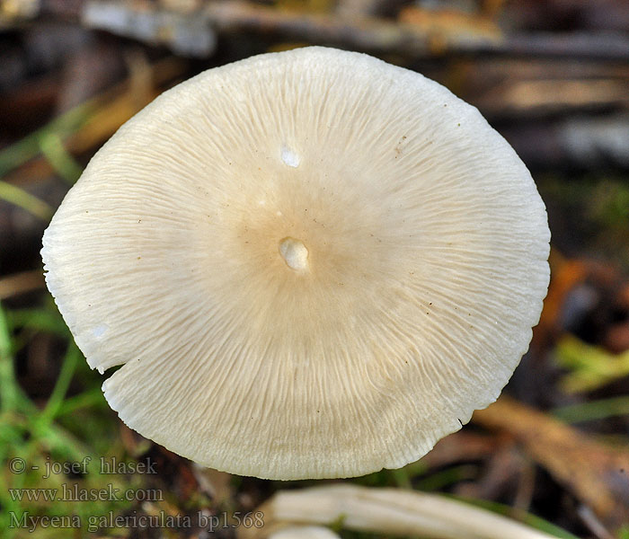 Common Bonnet Grzybówka hełmiasta Helmovka tuhonohá tuhá