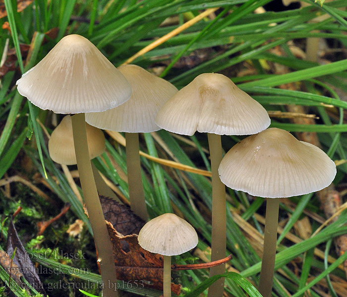 Mycena_galericulata_bp1653