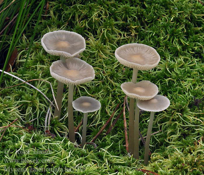 Mycena galericulata Helmovka tuhonohá tuhá