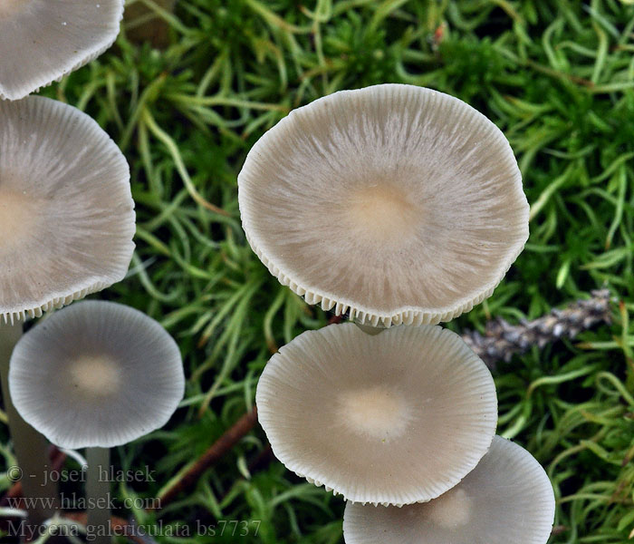 Mycena galericulata Grzybówka hełmiasta Common Bonnet