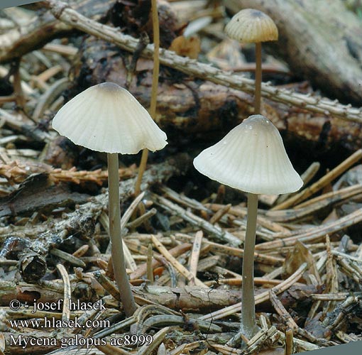 Mycena galopus ac8999