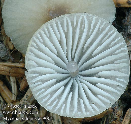 Mycena galopus Prilbička mliečna Mlečna čeladica Mjölkhätta Milking Bonnet