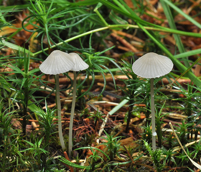 Mycena galopus candida Mycène lait blanc Maitohiippo Мицена молочная