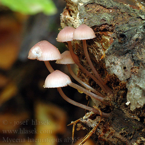 Mycena haematopus Burgundydrop Bonnet Bleeding Mycena