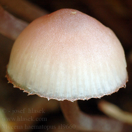 Mycena haematopus al9660