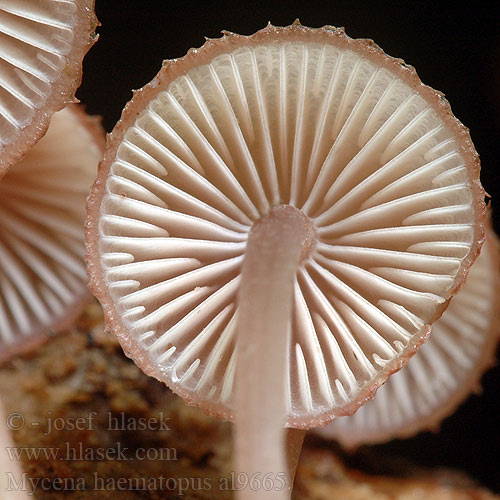 Mycena haematopus al9665