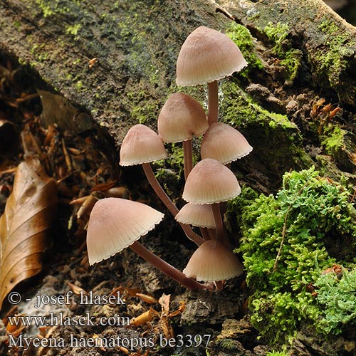 Mycena haematopus be3397