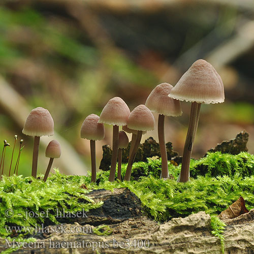 Mycena haematopus be3400