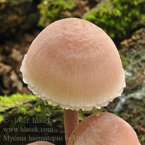 Mycena haematopus be3402