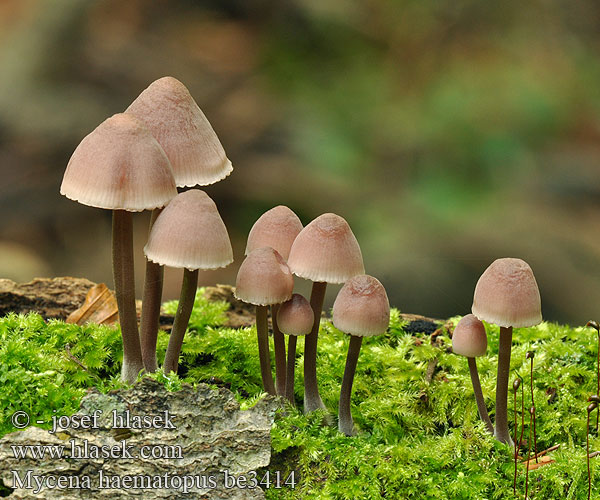 Burgundydrop Bonnet Bleeding Mycena Heart Blood-foot mushroom