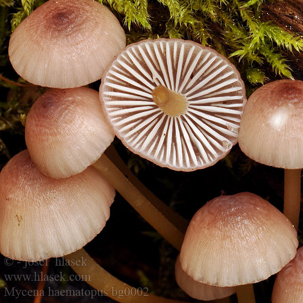 Grzybówka krwista Helmovka krvonohá Grote Bloedsteelmycena