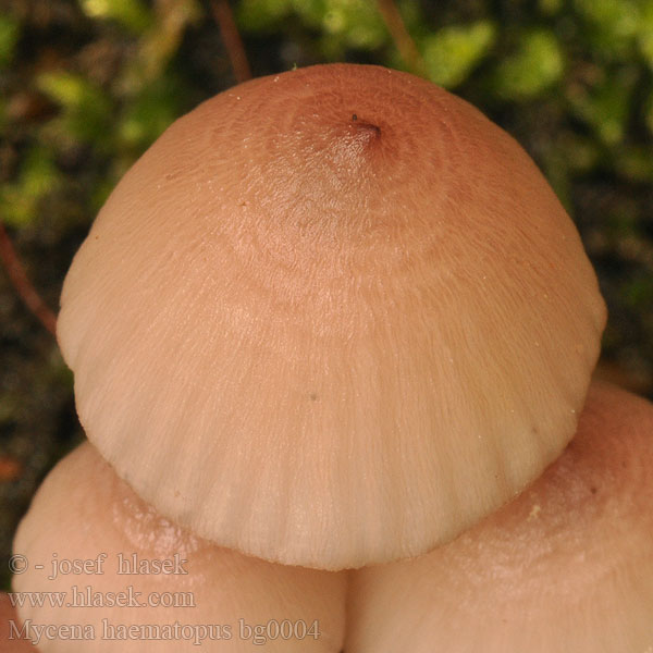 Helmovka krvonohá Grote Bloedsteelmycena Großer Blut-Helmling