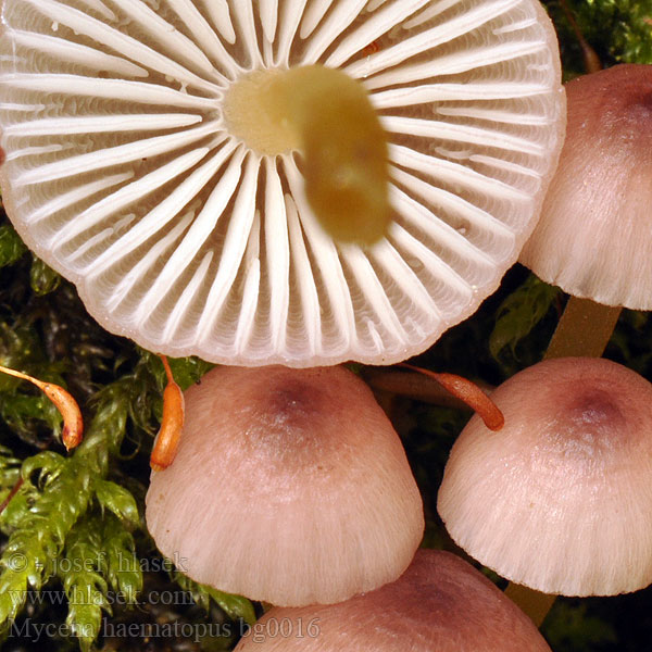 Grote Bloedsteelmycena Großer Blut-Helmling Grosser Bluthelmling