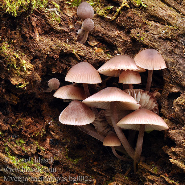 Mycena haematopus bg0022