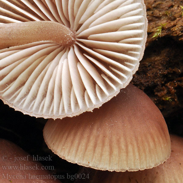 Mycena haematopus bg0024