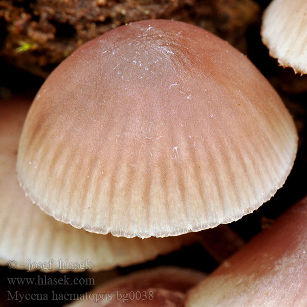 Mycena haematopus bg0038