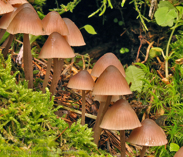 Mycena_haematopus_bg0041