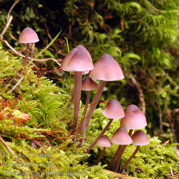 Mycena haematopus bg0045