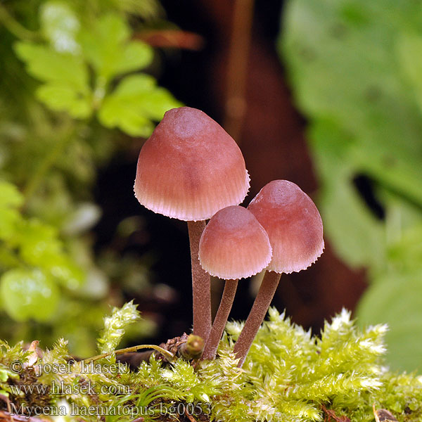 Mycena haematopus bg0053