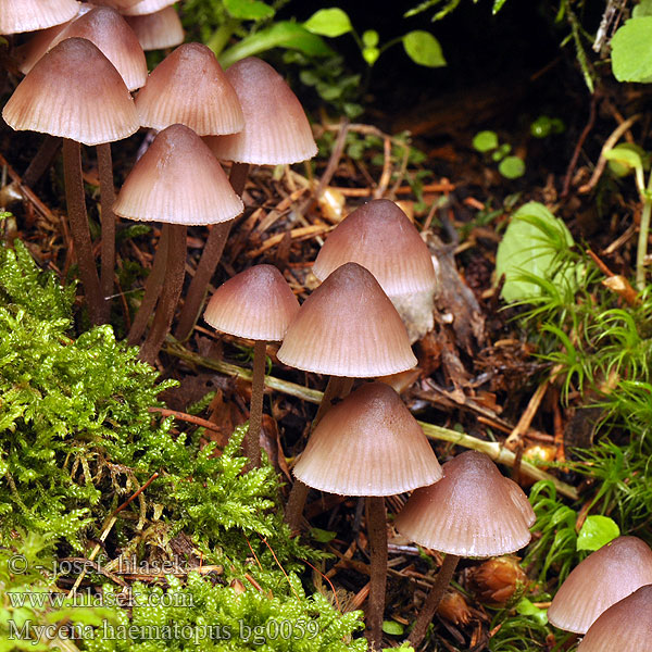 Mycena haematopus bg0059