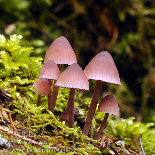 Mycena haematopus bg0068