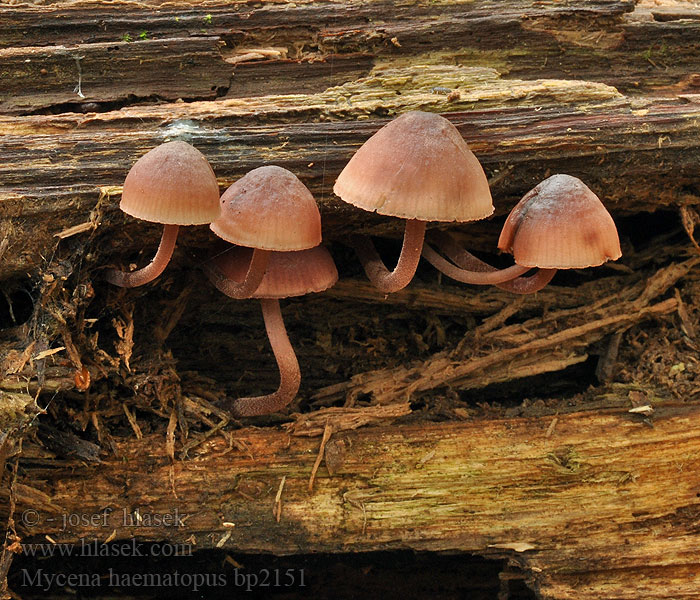 Mycena_haematopus_bp2151