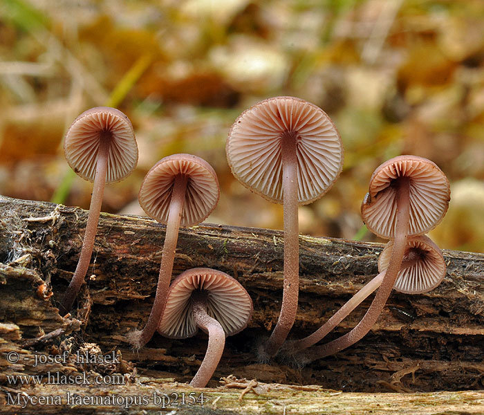 Mycena_haematopus_bp2154