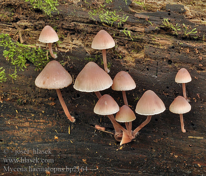 Mycena_haematopus_bp2164