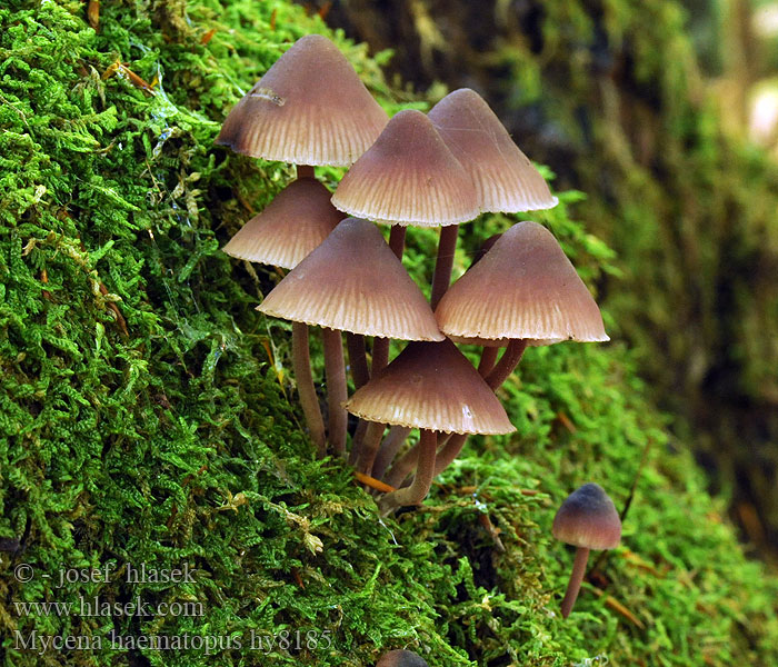 Helmovka krvonohá Mycena haematopus