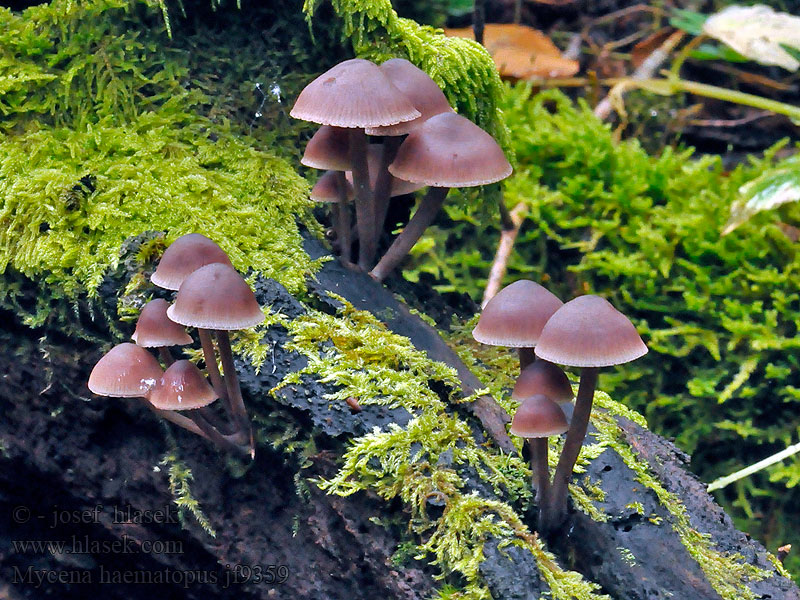 Helmovka krvonohá Grote Bloedsteelmycena Mycena haematopus