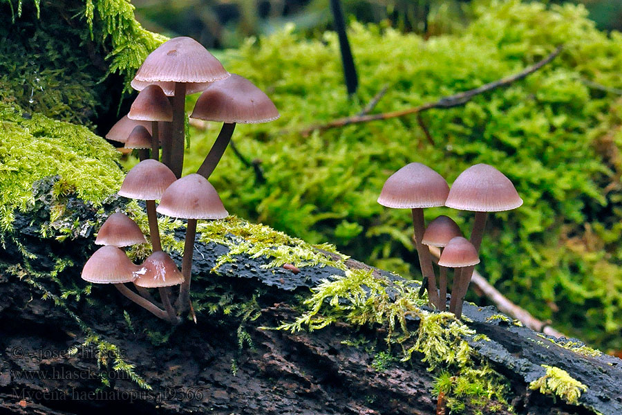 Blood-foot mushroom Grzybówka krwista Mycena haematopus