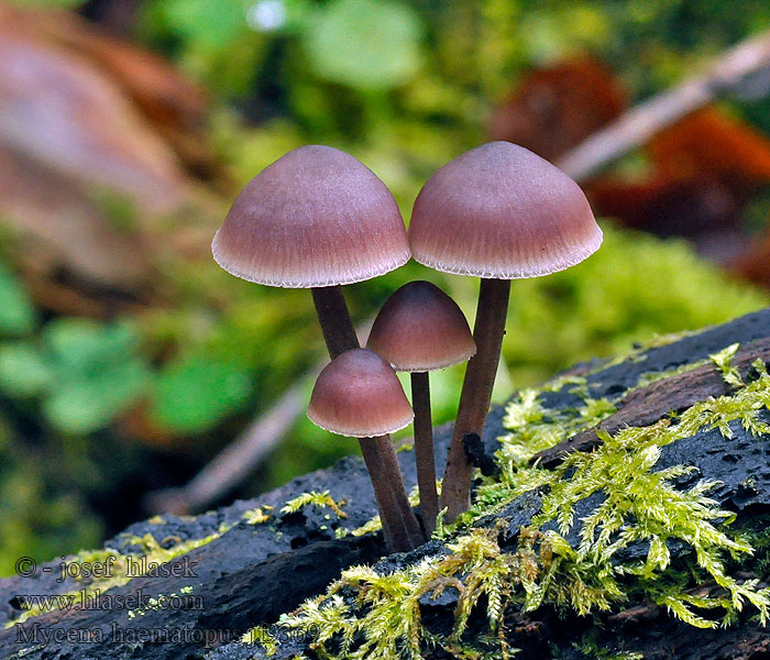 Burgundydrop Bonnet Bleeding Mycena Heart Mycena haematopus