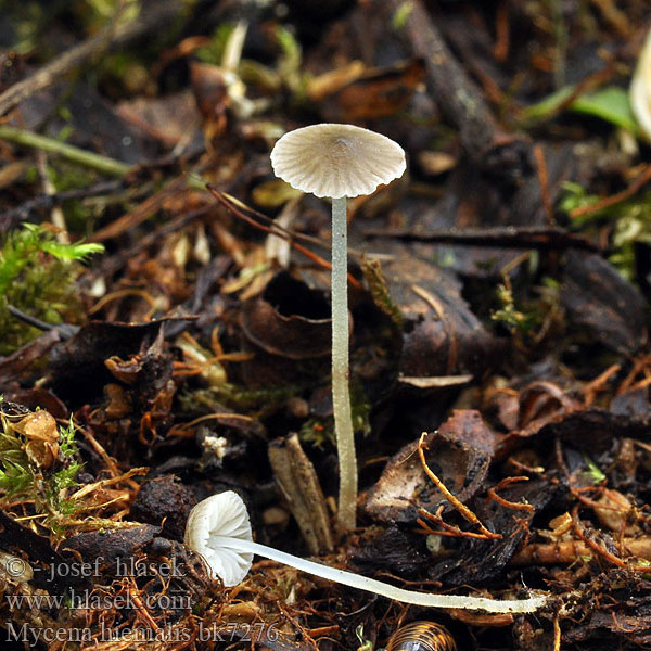 Mycena hiemalis Mosshätta Prilbička zimná Helmovka zimní