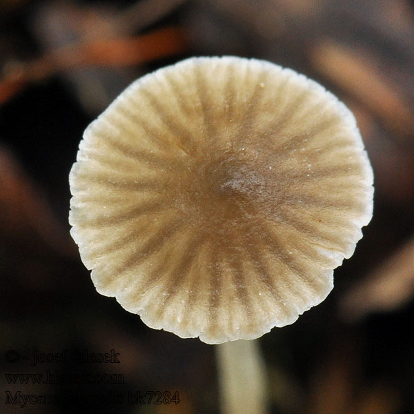 Mycena hiemalis bk7284