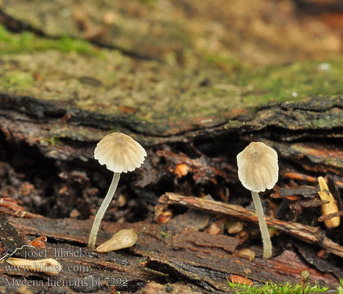 Winter Rinden Helmling Stronkmycena Mycène d'hiver Myyränhiippo