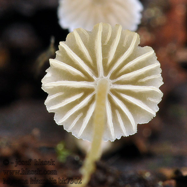 Myyränhiippo Sen Huesvamp Mycena hiemalis Mosshätta