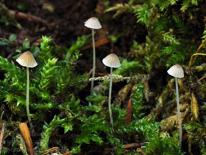 Helmovka zimní Mycena hiemalis