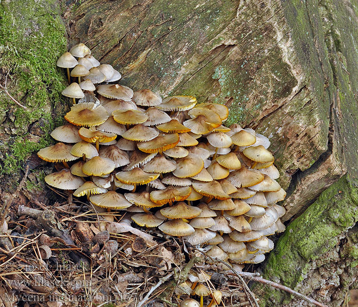 Mycena inclinata Clustered bonnet Tuvhätta Prilbička naklonená Helmovka leponohá Мицена наклоненная Grzybówka zgięta Eikehette Buntstieliger Helmling Cifra kígyógomba Fraaisteelmycena Mycène incliné Tammihiippo Nikkende Huesvamp