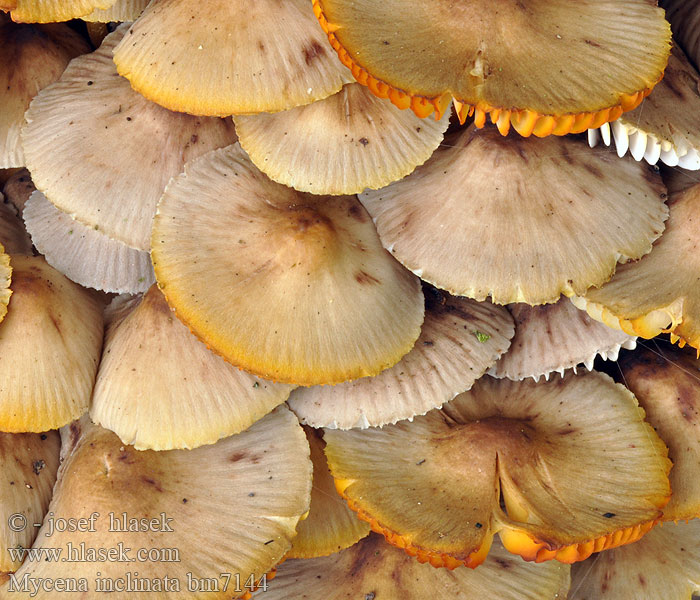 Mycena inclinata bm7144