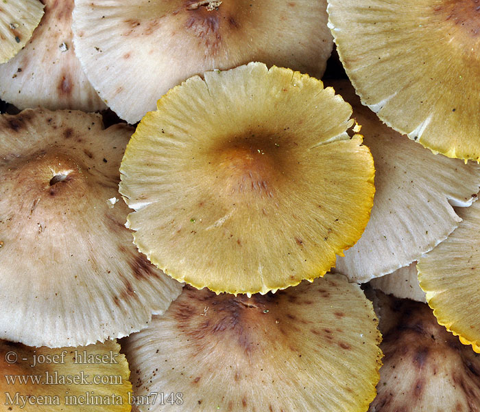 Buntstieliger Helmling Cifra kígyógomba Fraaisteelmycena Mycène incliné Tammihiippo Nikkende Huesvamp Mycena inclinata Clustered bonnet Tuvhätta Prilbička naklonená Helmovka leponohá Мицена наклоненная Grzybówka zgięta Eikehette