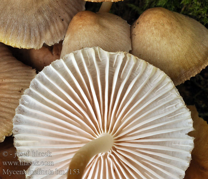 Mycène incliné Tammihiippo Nikkende Huesvamp Mycena inclinata Clustered bonnet Tuvhätta Prilbička naklonená Helmovka leponohá Мицена наклоненная Grzybówka zgięta Eikehette Buntstieliger Helmling Cifra kígyógomba Fraaisteelmycena