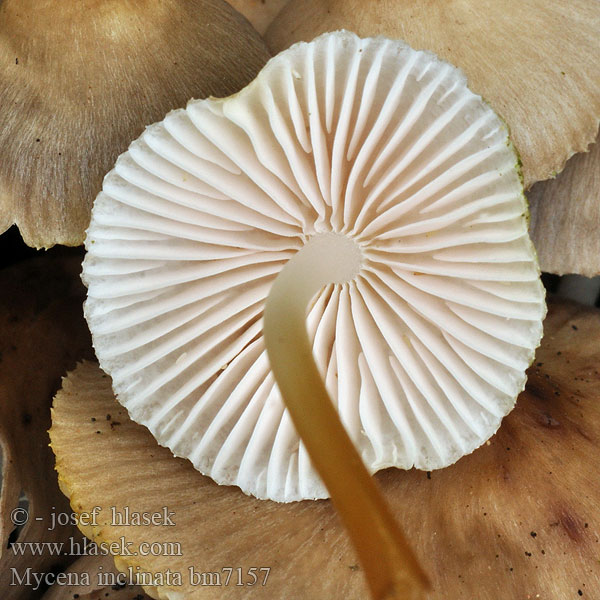 Mycena inclinata bm7157