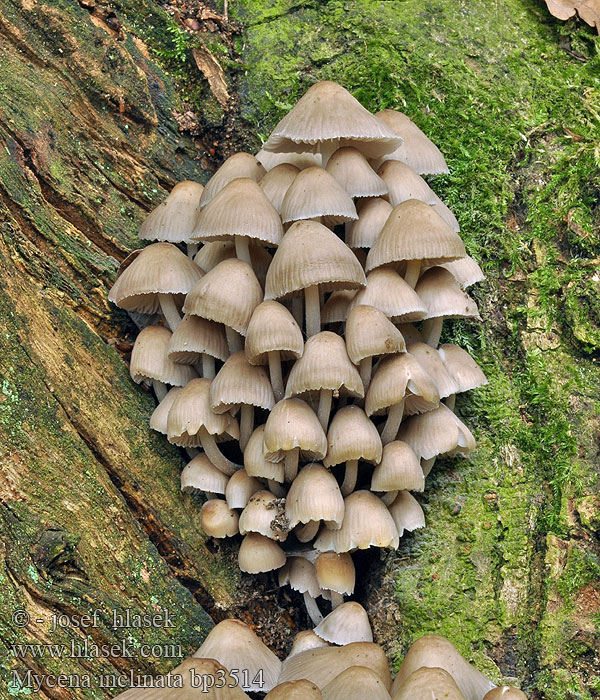 Mycena_inclinata_bp3514