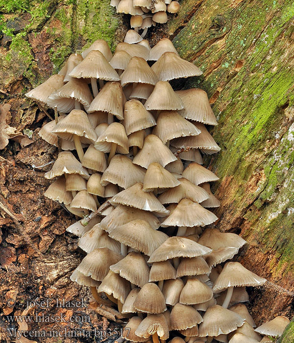 Grzybówka zgięta Eikehette Buntstieliger Helmling Cifra kígyógomba Fraaisteelmycena Mycène incliné Tammihiippo Nikkende Huesvamp Mycena inclinata Clustered bonnet Tuvhätta Prilbička naklonená Helmovka leponohá Мицена наклоненная