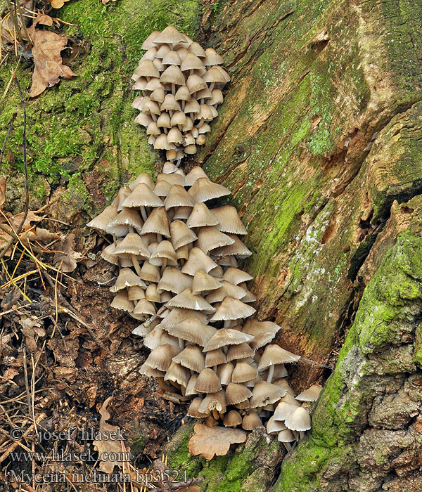 Buntstieliger Helmling Cifra kígyógomba Fraaisteelmycena Mycène incliné Tammihiippo Nikkende Huesvamp Mycena inclinata Clustered bonnet Tuvhätta Prilbička naklonená Helmovka leponohá Мицена наклоненная Grzybówka zgięta Eikehette