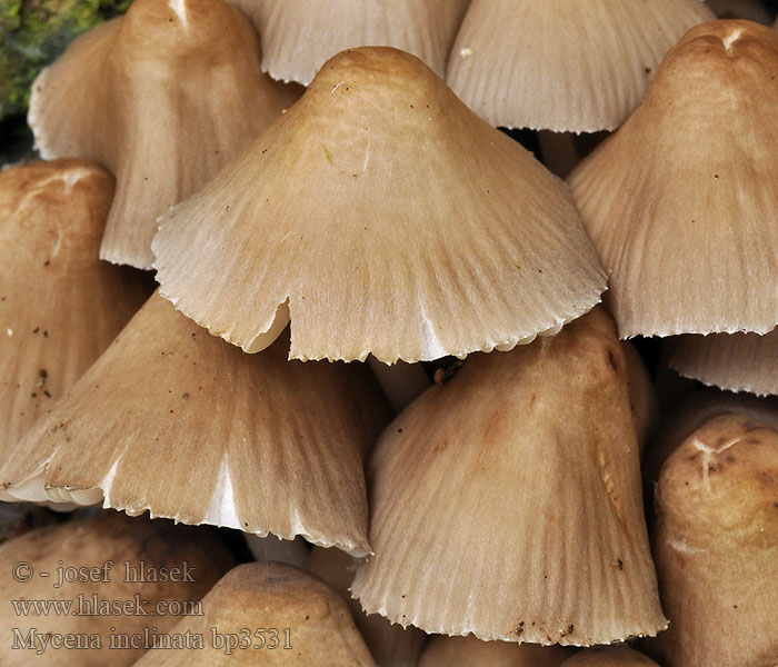 Fraaisteelmycena Mycène incliné Tammihiippo Nikkende Huesvamp Mycena inclinata Clustered bonnet Tuvhätta Prilbička naklonená Helmovka leponohá Мицена наклоненная Grzybówka zgięta Eikehette Buntstieliger Helmling Cifra kígyógomba