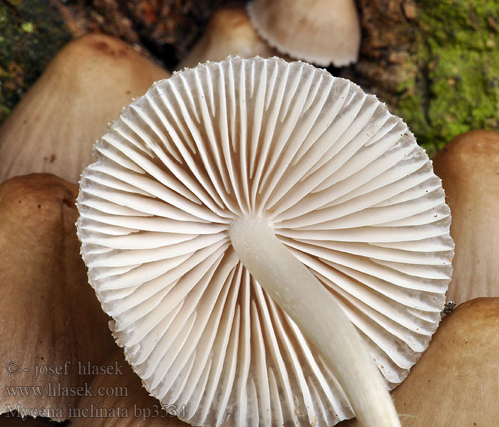 Mycena inclinata Fraaisteelmycena Mycène incliné Tammihiippo Nikkende Huesvamp Clustered bonnet Tuvhätta Prilbička naklonená Helmovka leponohá Мицена наклоненная Grzybówka zgięta Eikehette Buntstieliger Helmling Cifra kígyógomba