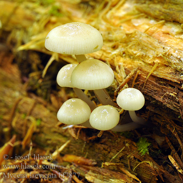 Mycena laevigata Helmovka hladká Schlüpfriger Helmling Rustohiippo Ivoormycena Bruskhette Grzybówka gładka Mицена гладкая Prilbička hladká Halhätta