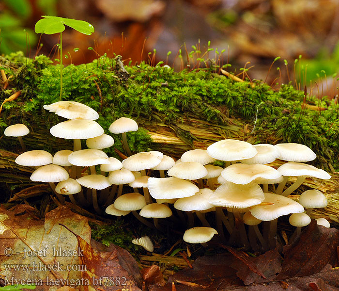 Mycena laevigata bf7882