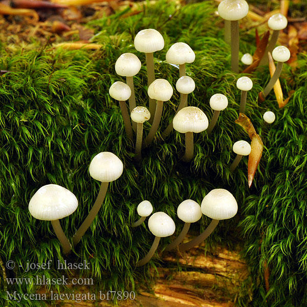 Prilbička hladká Halhätta Mycena laevigata Helmovka hladká Schlüpfriger Helmling Rustohiippo Ivoormycena Bruskhette Grzybówka gładka Mицена гладкая